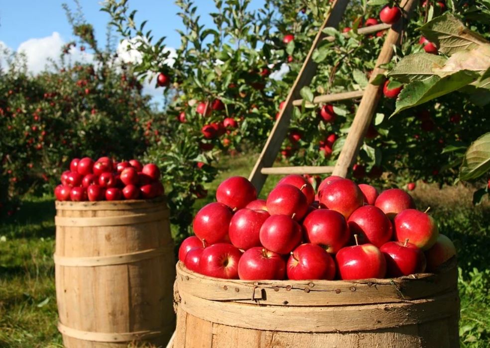 19 Symbolic Meanings of Dreaming About Eating Apples