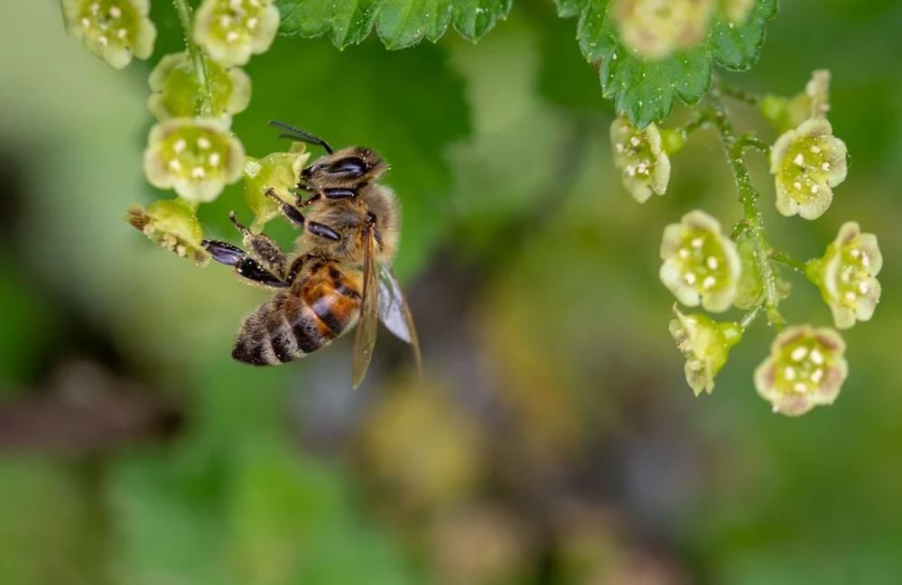 26 symbolic meanings of dreaming about bees