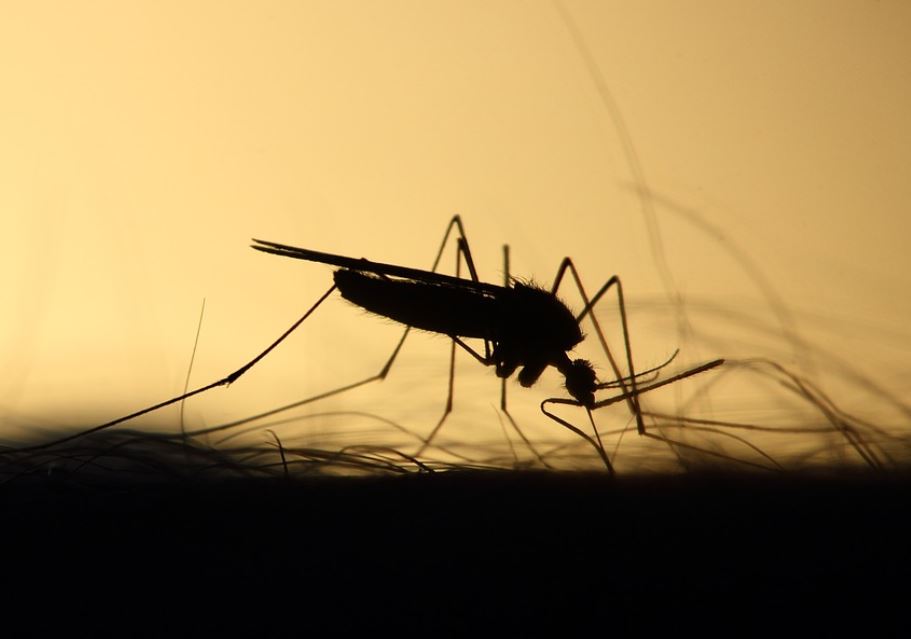 15 Symbolic Meanings of Dreaming About Mosquito Bites