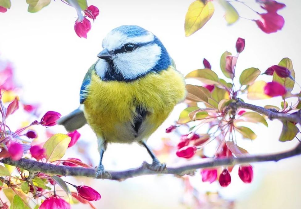 14 Symbolic Meanings of Dreaming of Birds Flying