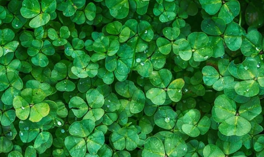 15 symbolic meanings of dreaming about clover