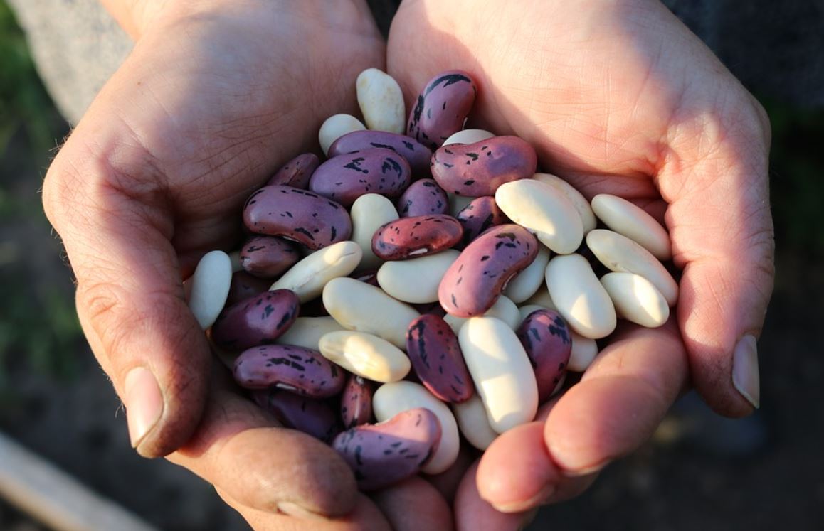 22 symbolic meanings of dreaming about beans