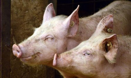 7 Symbolic Meanings of Dreaming About a Slaughterhouse