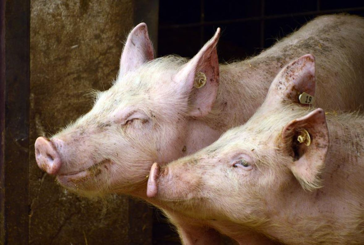 7 Symbolic Meanings of Dreaming About a Slaughterhouse