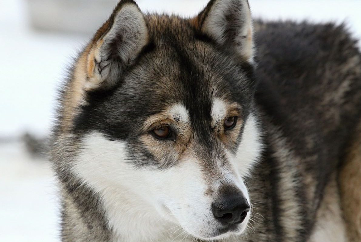 13 Symbolic Meanings of Dreaming about a Husky