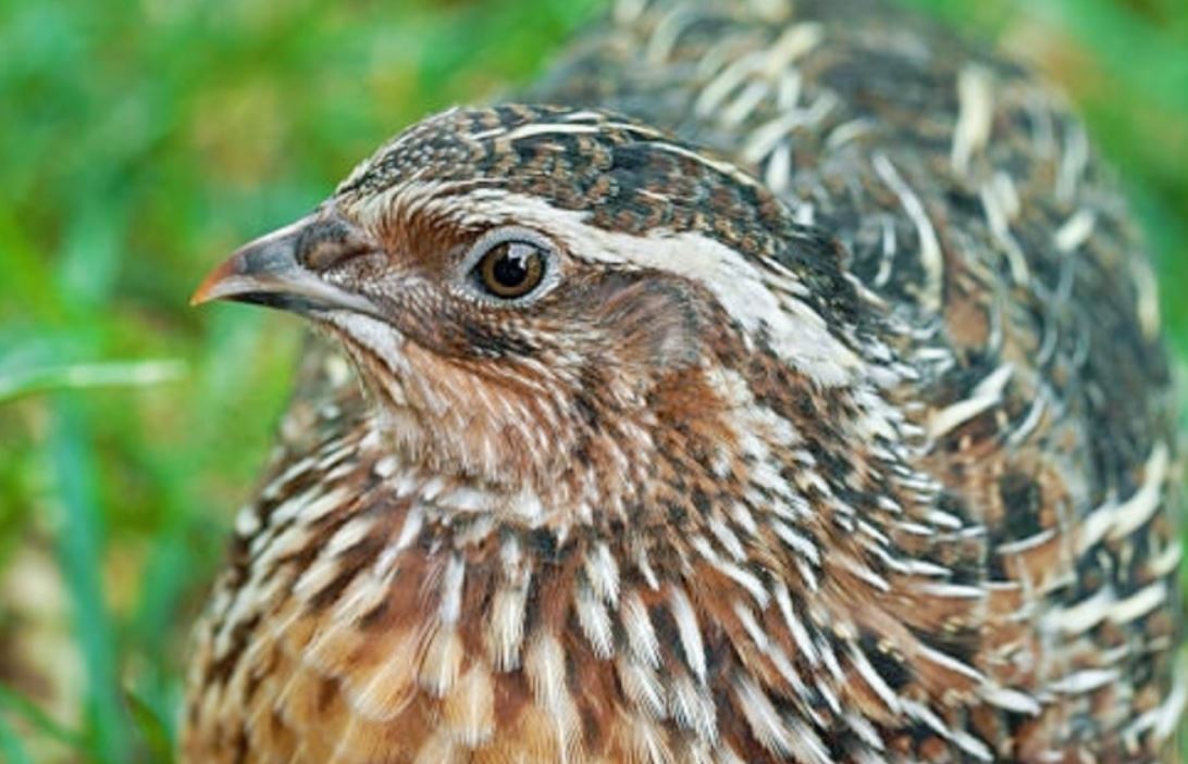 12 symbolic meanings of dreaming about quails