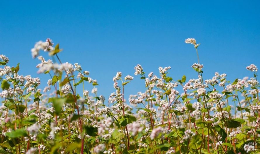 11 Symbolic Meanings of Dreaming About Buckwheat