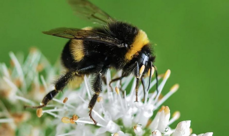 14 Symbolic Meanings of Dreaming of Bumblebees