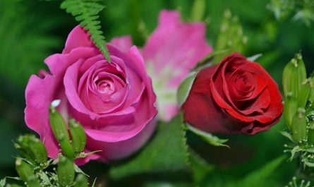 29 Symbolic Meanings of Dreaming of Roses