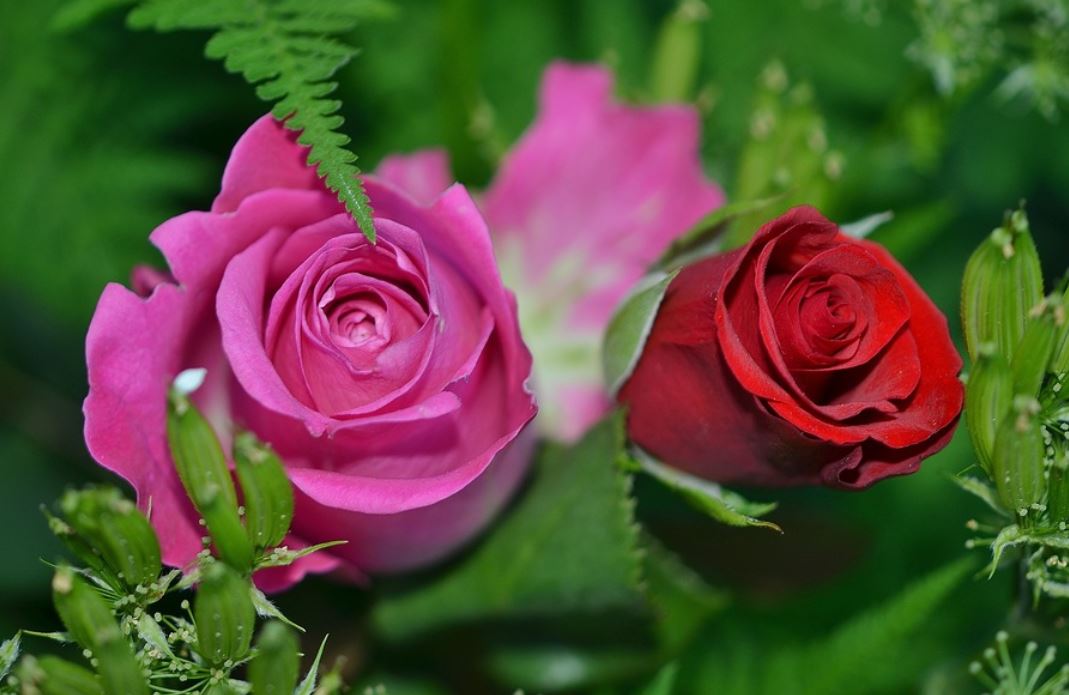29 Symbolic Meanings of Dreaming of Roses