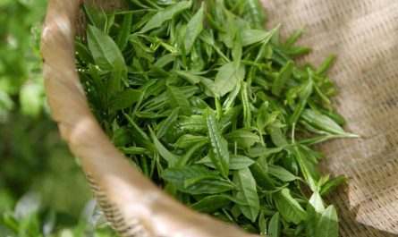 21 Symbolic Meanings of Dreaming about Green Tea