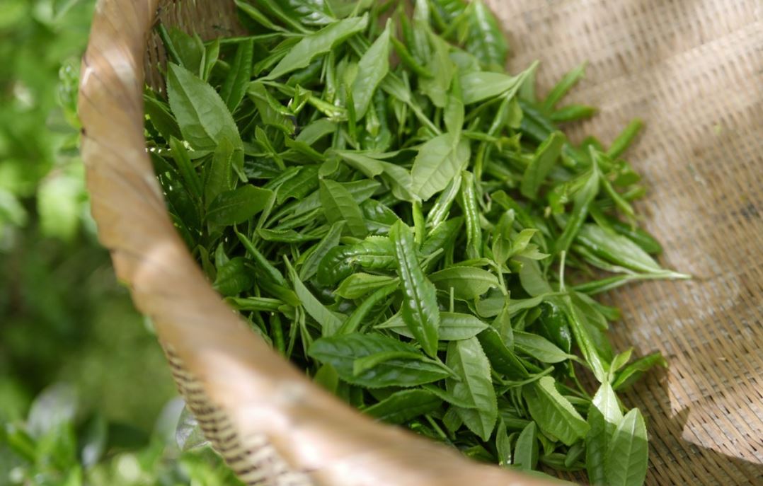 21 Symbolic Meanings of Dreaming about Green Tea