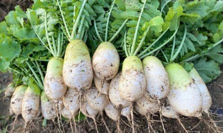 25 Symbolic Meanings of Dreaming about Radishes