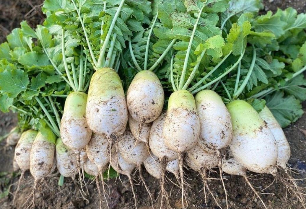 25 Symbolic Meanings of Dreaming about Radishes