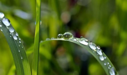 21 Symbolic Meanings of Dreaming of Dew