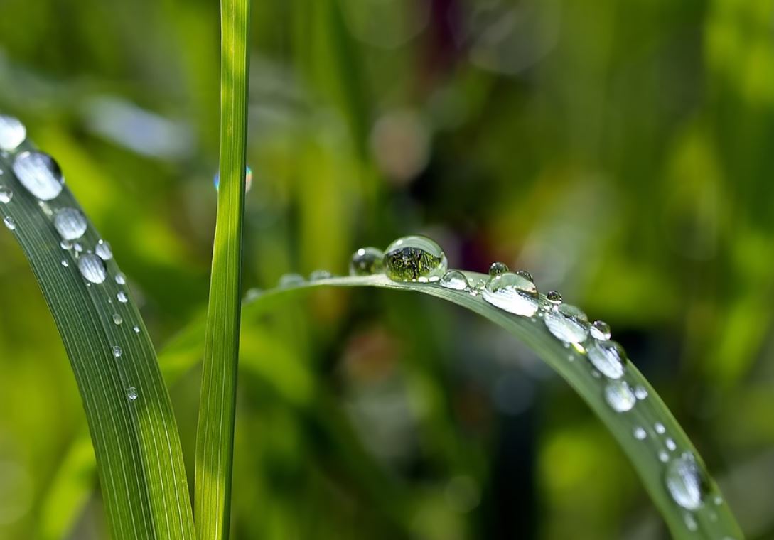 21 Symbolic Meanings of Dreaming of Dew