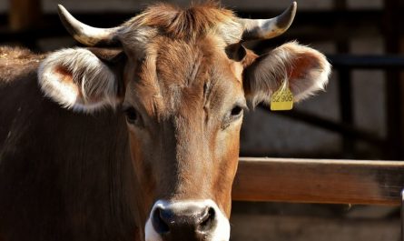 24 Symbolic Meanings of Dreaming of Bull Horns