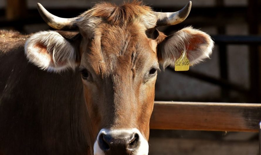 24 Symbolic Meanings of Dreaming of Bull Horns