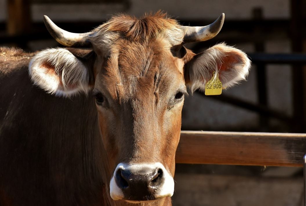 24 Symbolic Meanings of Dreaming of Bull Horns