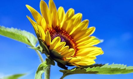 26 Symbolic Meanings of Dreaming of Yellow