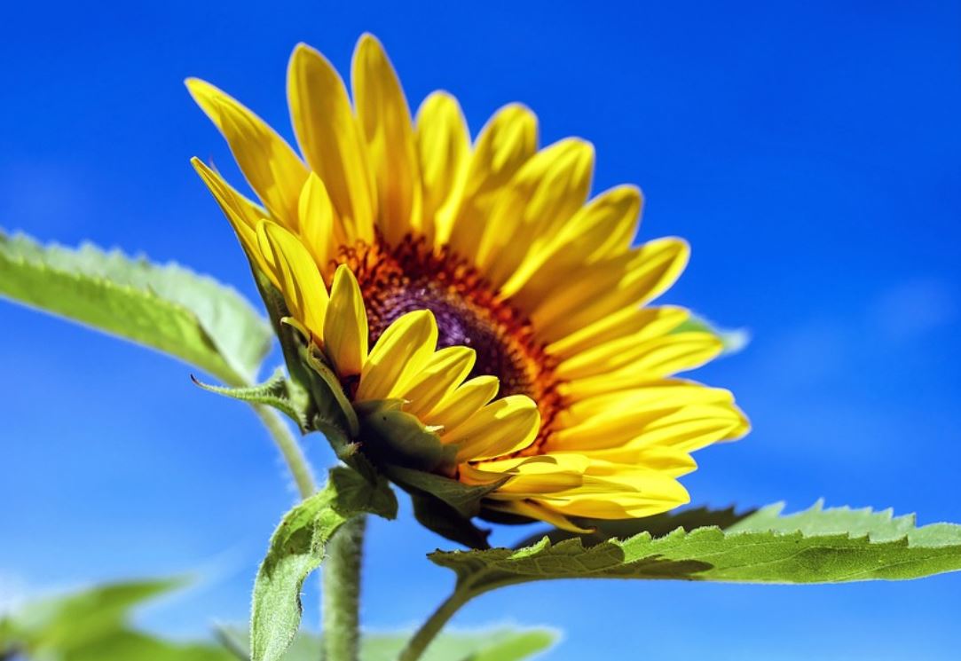 26 Symbolic Meanings of Dreaming of Yellow