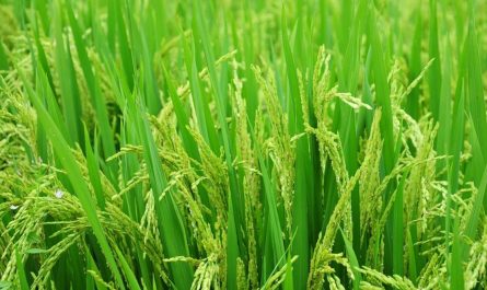 23 Symbolic Meanings of Dreaming about Rice