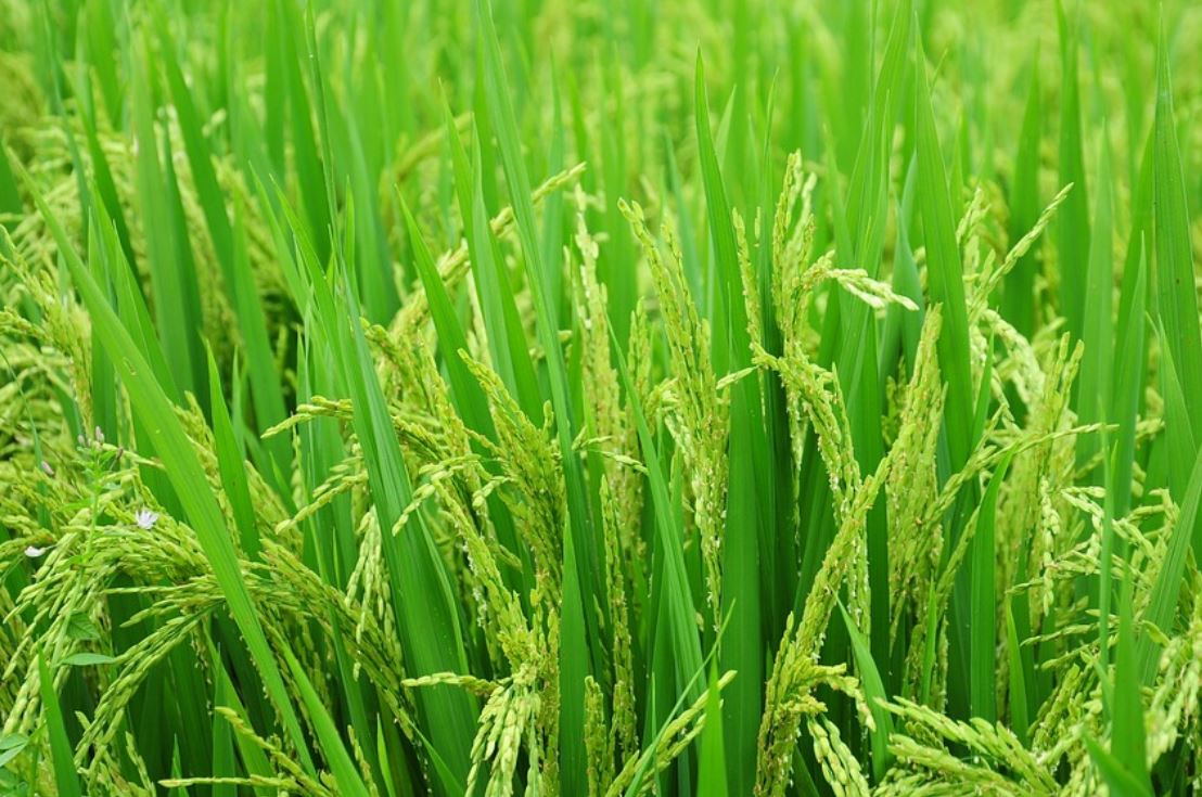 23 Symbolic Meanings of Dreaming about Rice