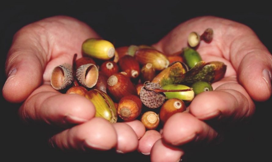 26 Symbolic Meanings of Dreaming of Acorns