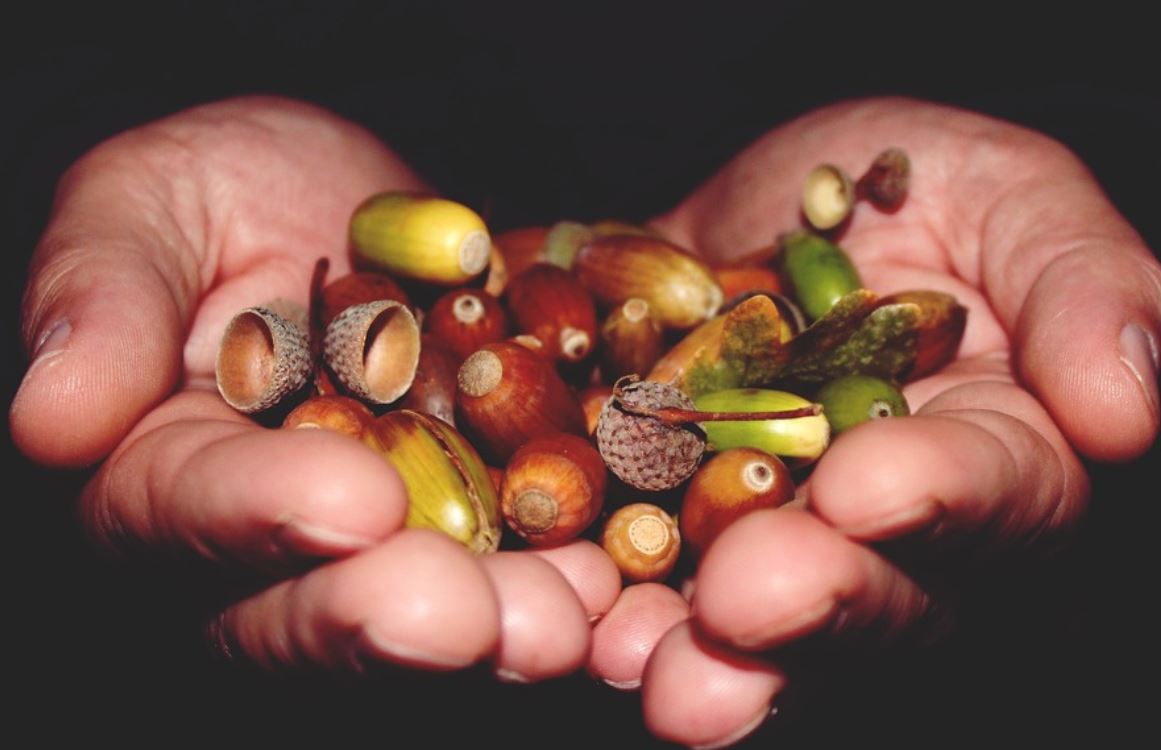 26 Symbolic Meanings of Dreaming of Acorns