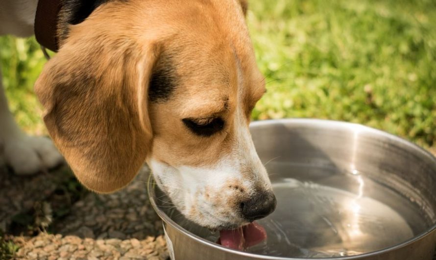 24 Symbolic Meanings of Dreaming of Thirst