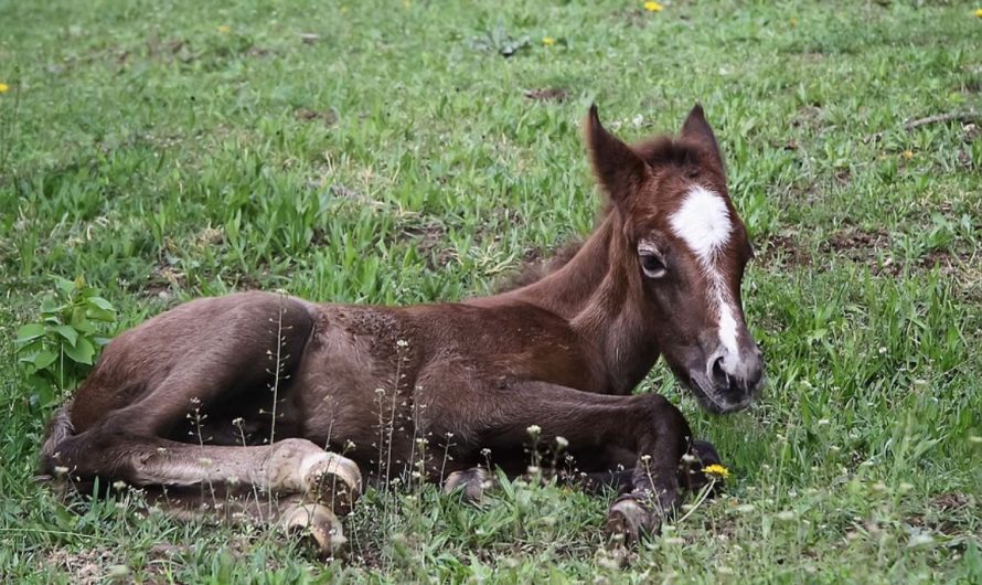 29 Symbolic Meanings of Dreaming of Pony