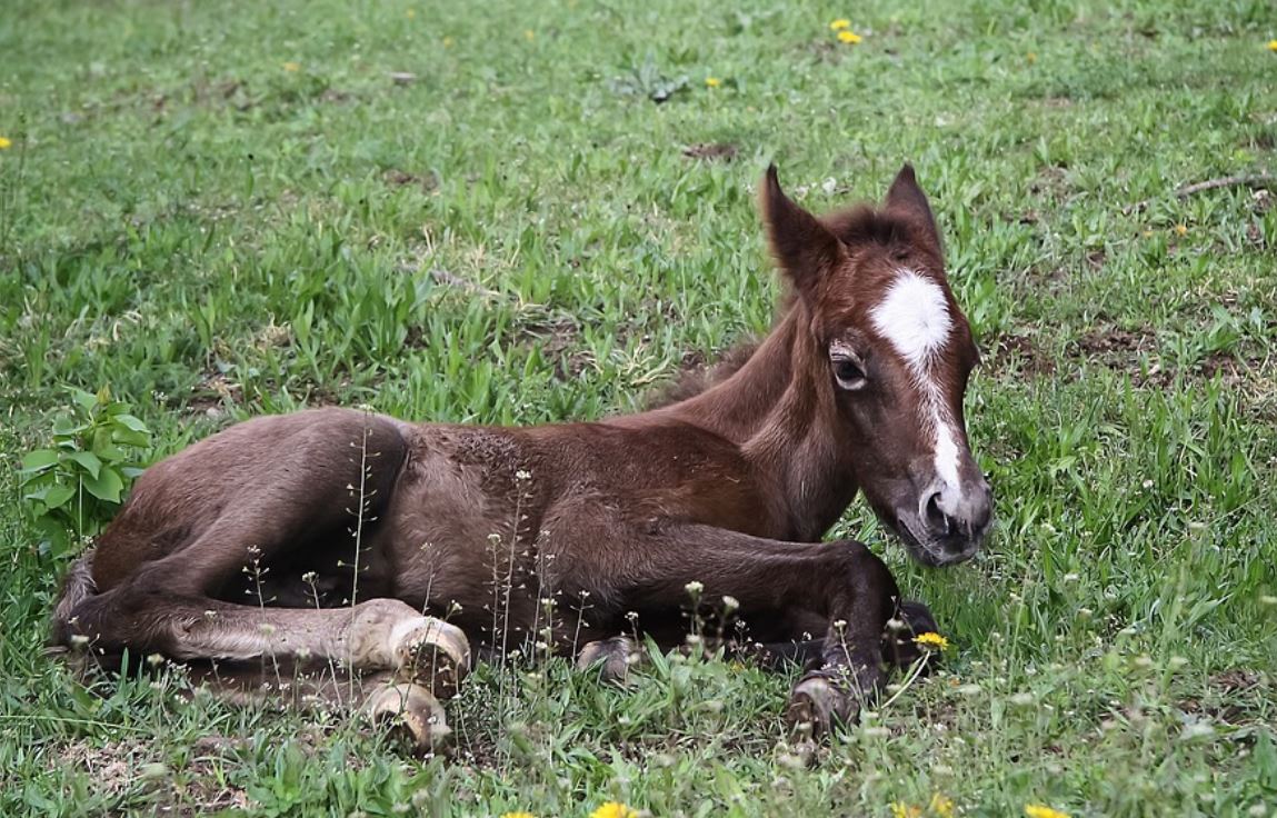 29 Symbolic Meanings of Dreaming of Pony