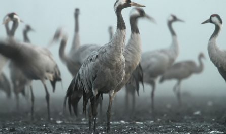 25 Symbolic Meanings of Dreaming of Cranes