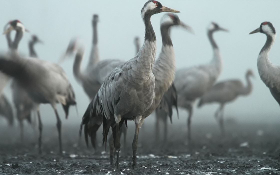 25 Symbolic Meanings of Dreaming of Cranes