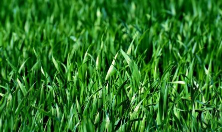 13 Symbolic Meanings of Dreaming of Grass