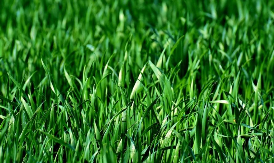 13 Symbolic Meanings of Dreaming of Grass