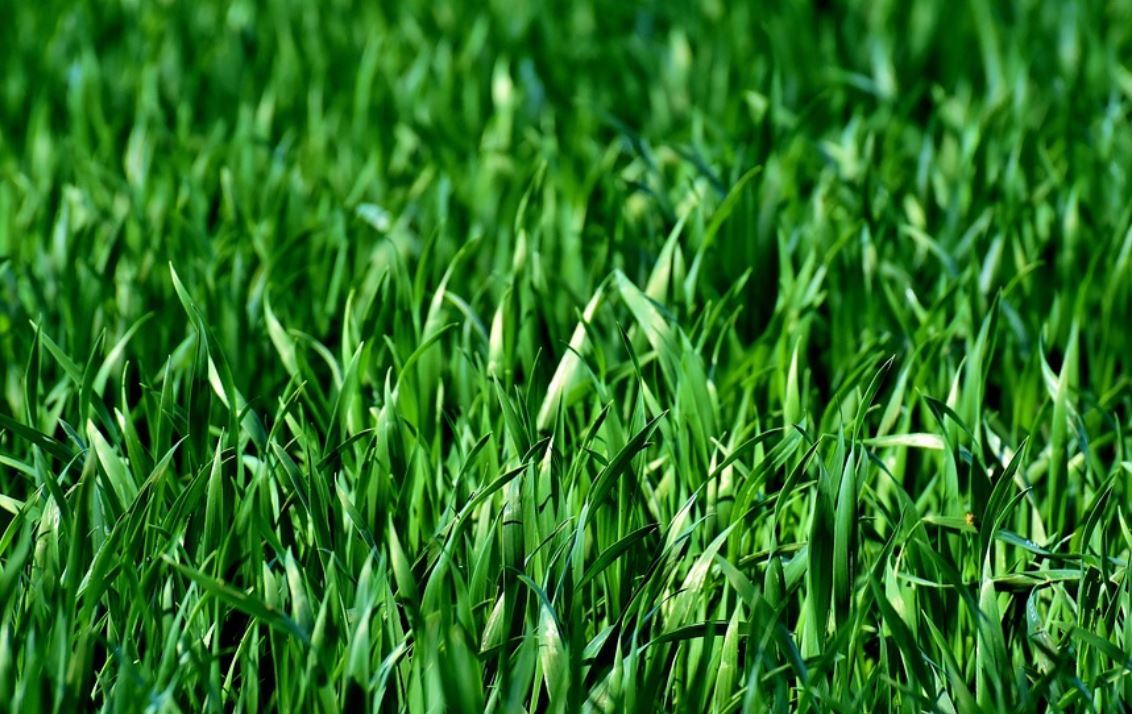 13 Symbolic Meanings of Dreaming of Grass