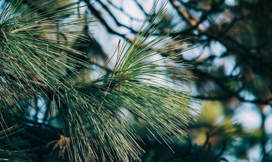 27 Symbolic Meanings of Dreaming of Pine Trees