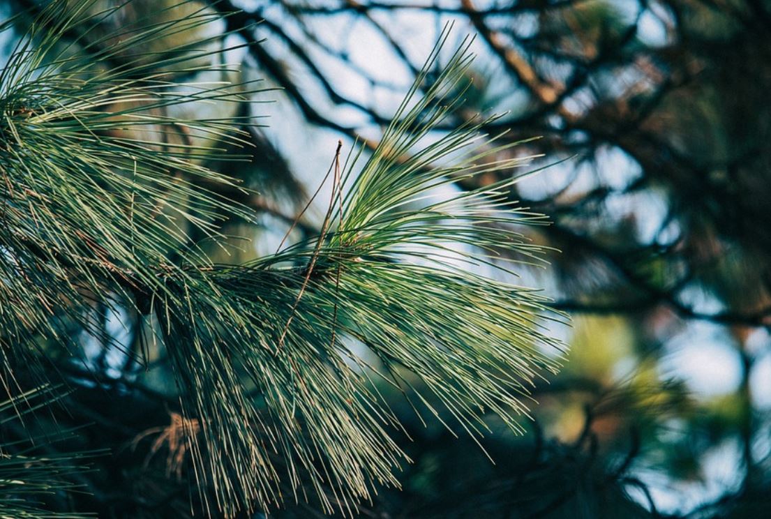 27 Symbolic Meanings of Dreaming of Pine Trees