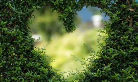 23 Symbolic Meanings of Dreaming of Green