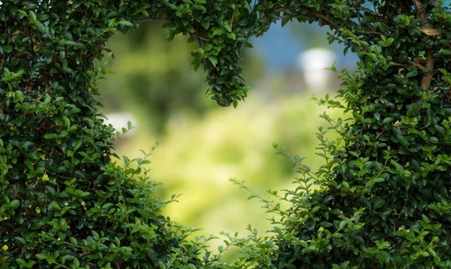 23 Symbolic Meanings of Dreaming of Green