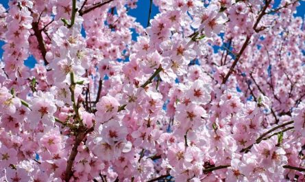 20 Symbolic Meanings of Dreaming of Cherry Blossoms