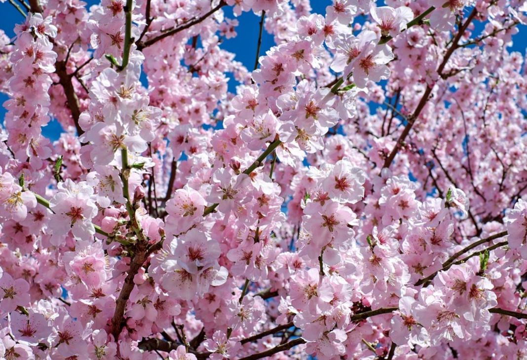 20 Symbolic Meanings of Dreaming of Cherry Blossoms