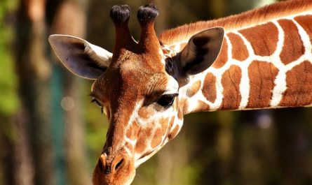 24 Symbolic Meanings of Dreaming of a Zoo