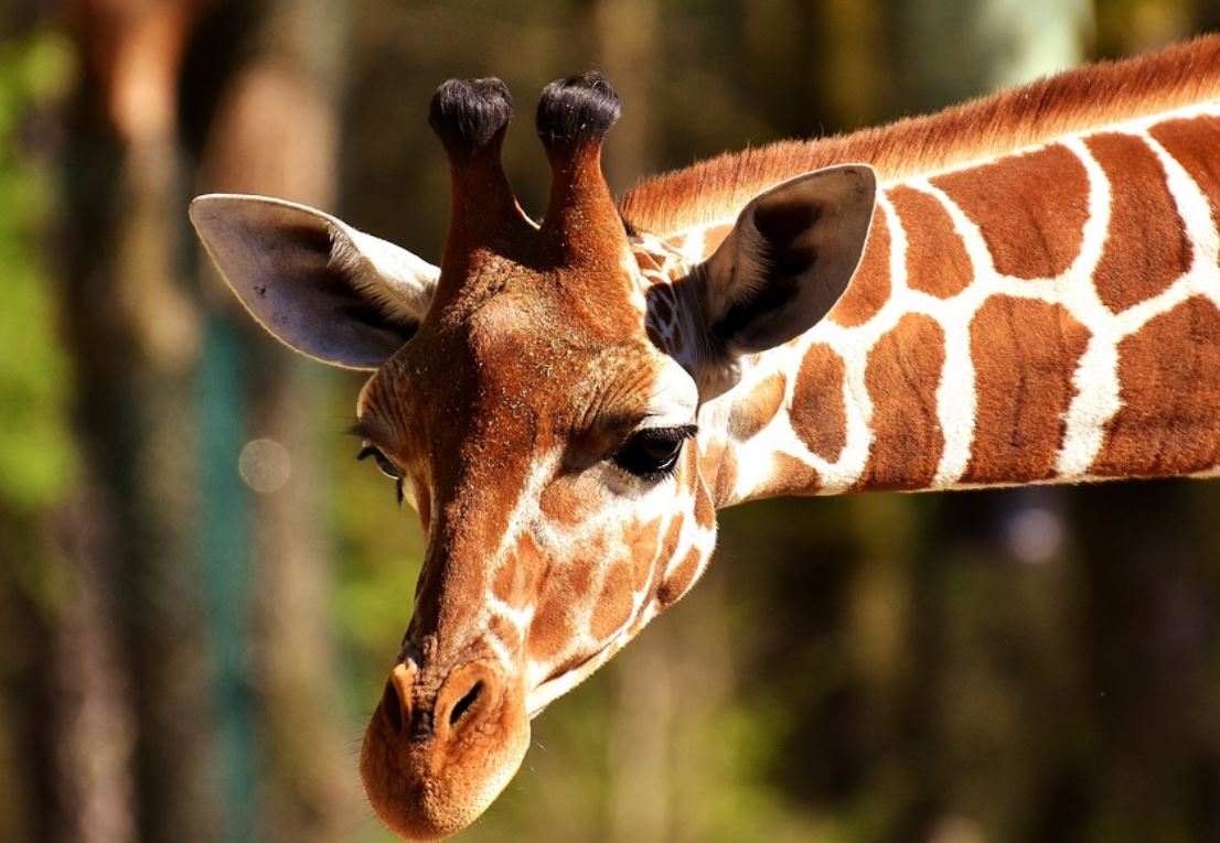 24 Symbolic Meanings of Dreaming of a Zoo
