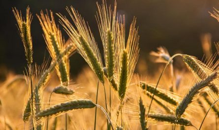 24 Symbolic Meanings of Dreaming of a Barley Field