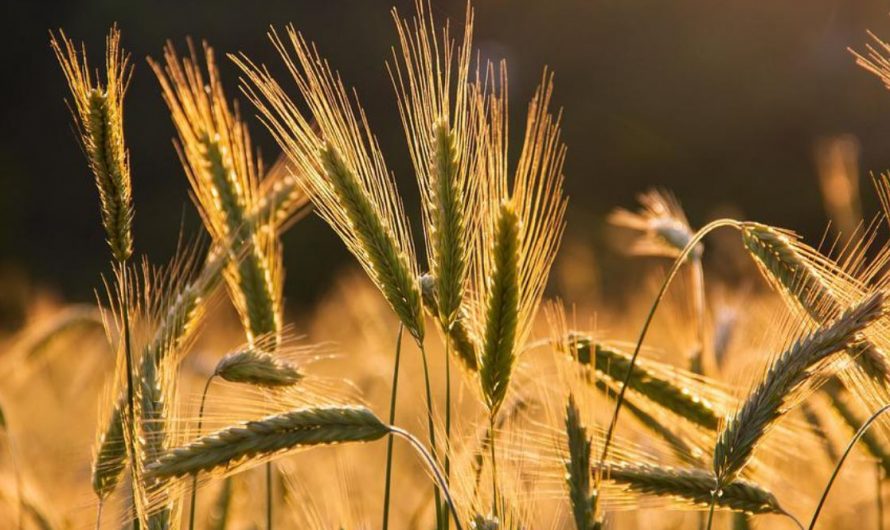 24 Symbolic Meanings of Dreaming of a Barley Field