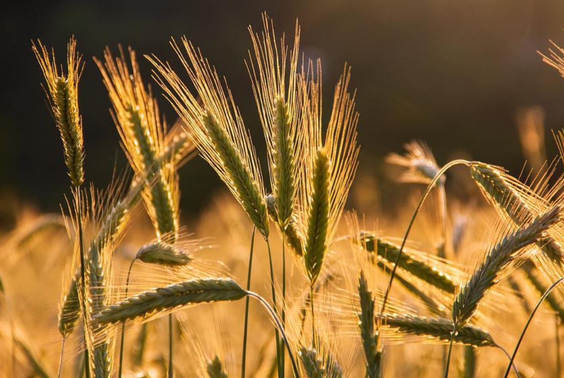24 Symbolic Meanings of Dreaming of a Barley Field