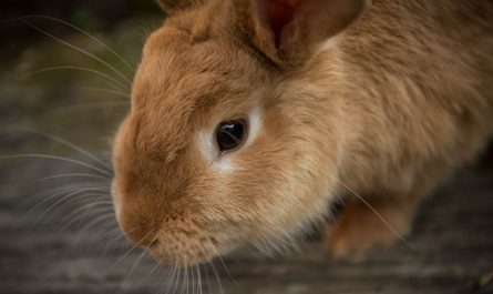 28 Symbolic Meanings of Dreaming about Rabbits
