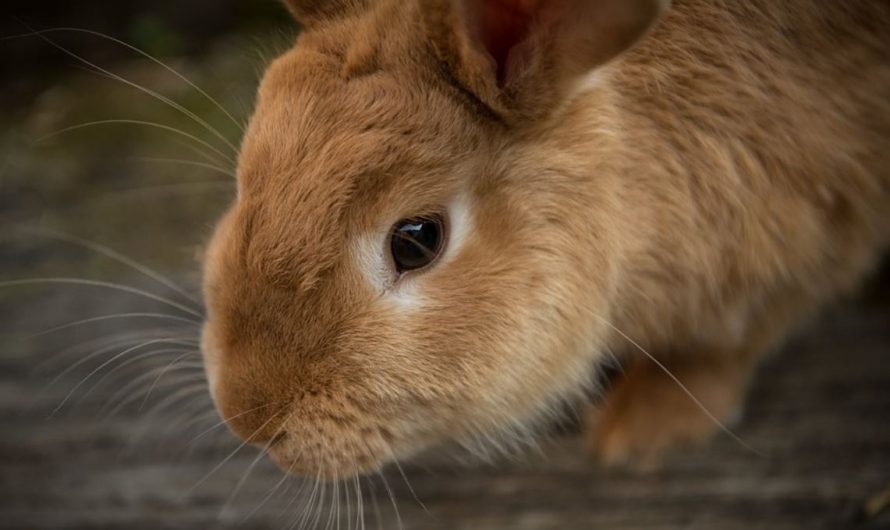 28 Symbolic Meanings of Dreaming about Rabbits